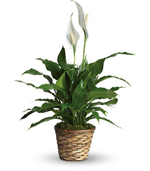 Simply Elegant Spathiphyllum - Small from Arjuna Florist in Brockport, NY